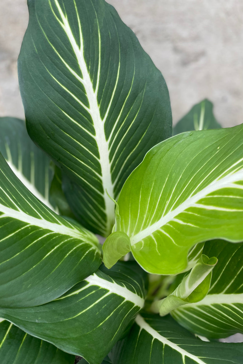 Dieffenbachia 'Sterling" leaves up close showing the white and green variegation.