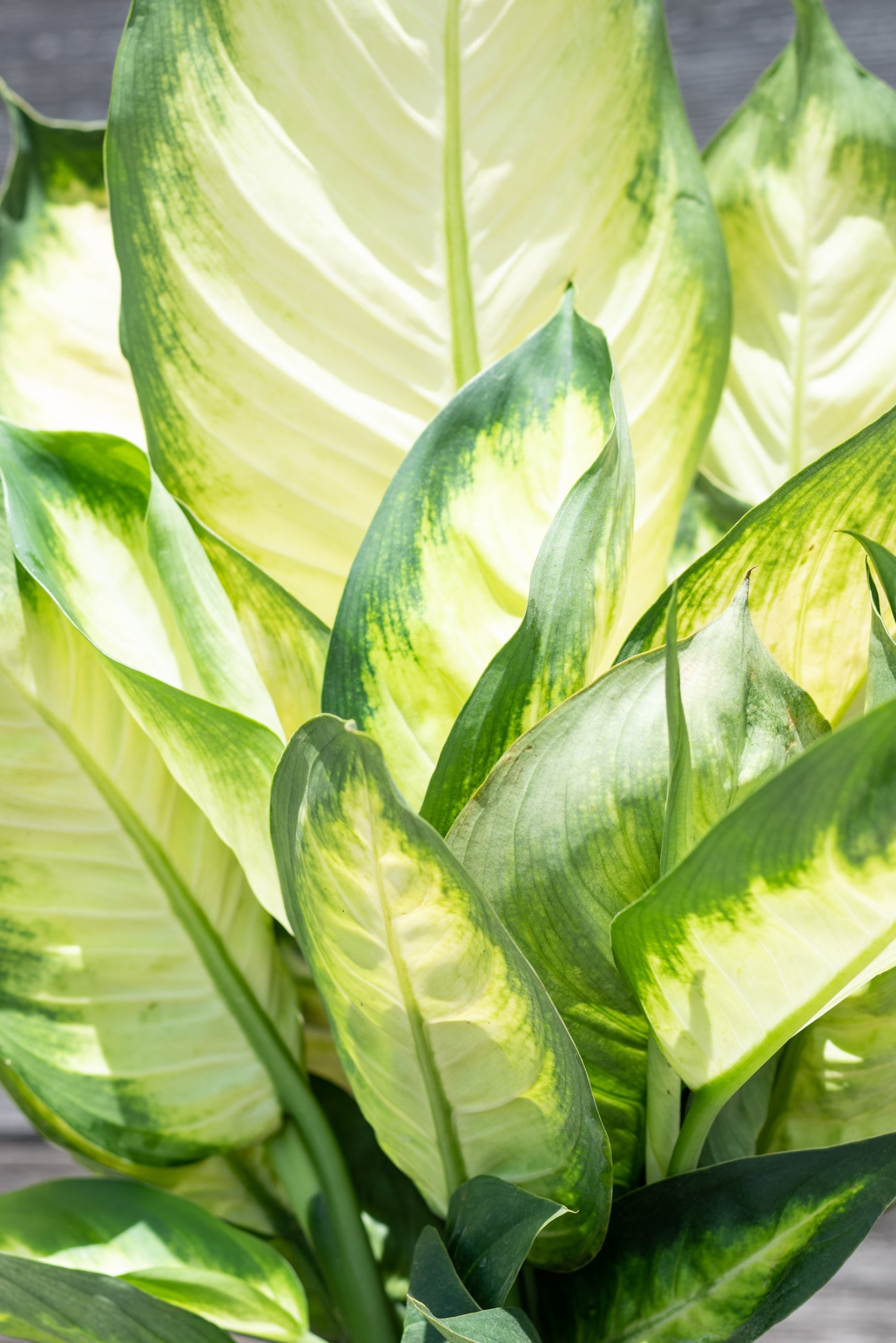 Close up of Dieffenbachia 'Tropic Marianne' leaves ©Sprout Home