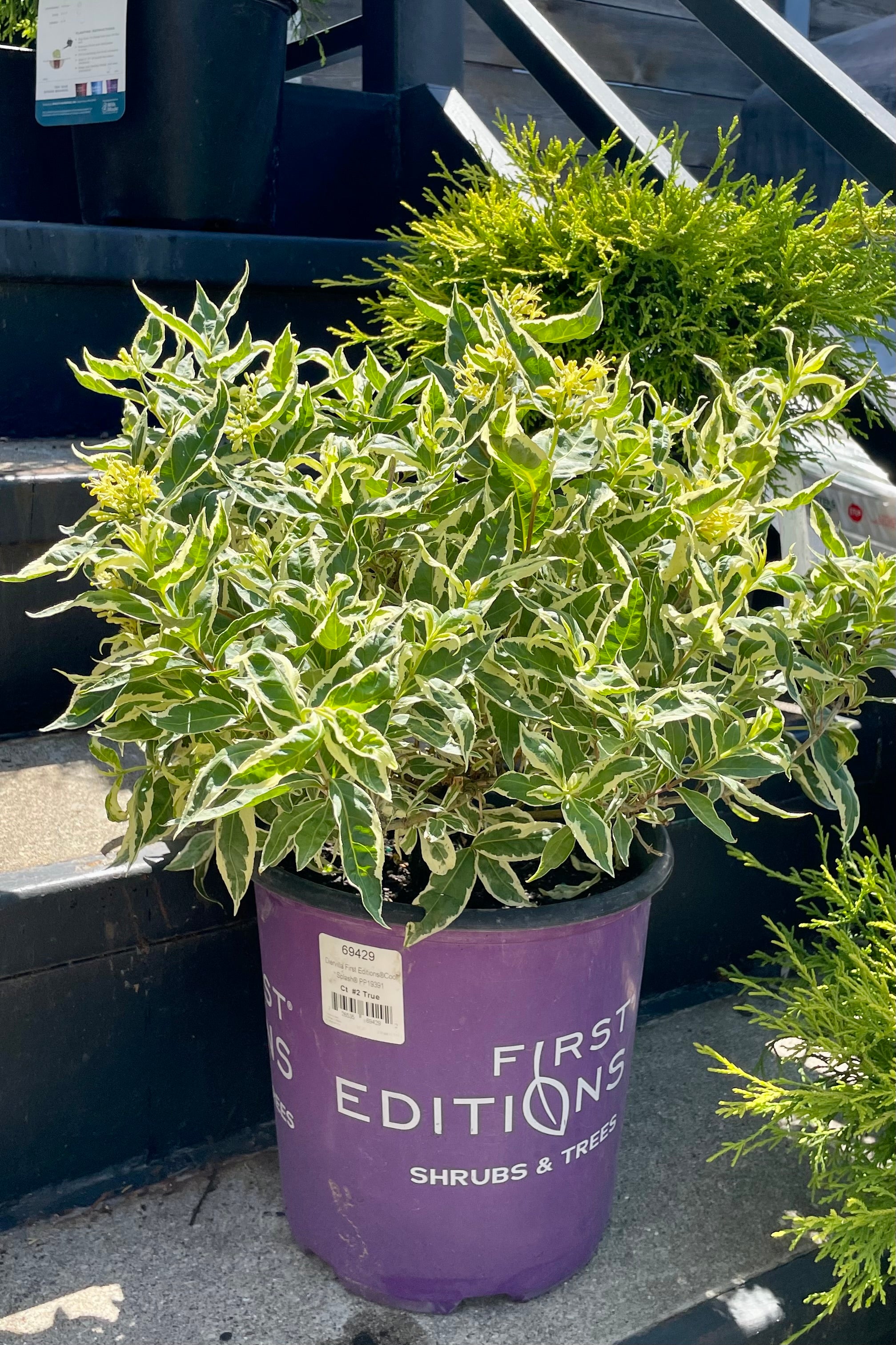 #2 container of the Diervilla 'Cool Splash' shrub in bloom showing the yellow flowers and white and green variegated leaves on a set of stairs at Sprout Home the end of June.