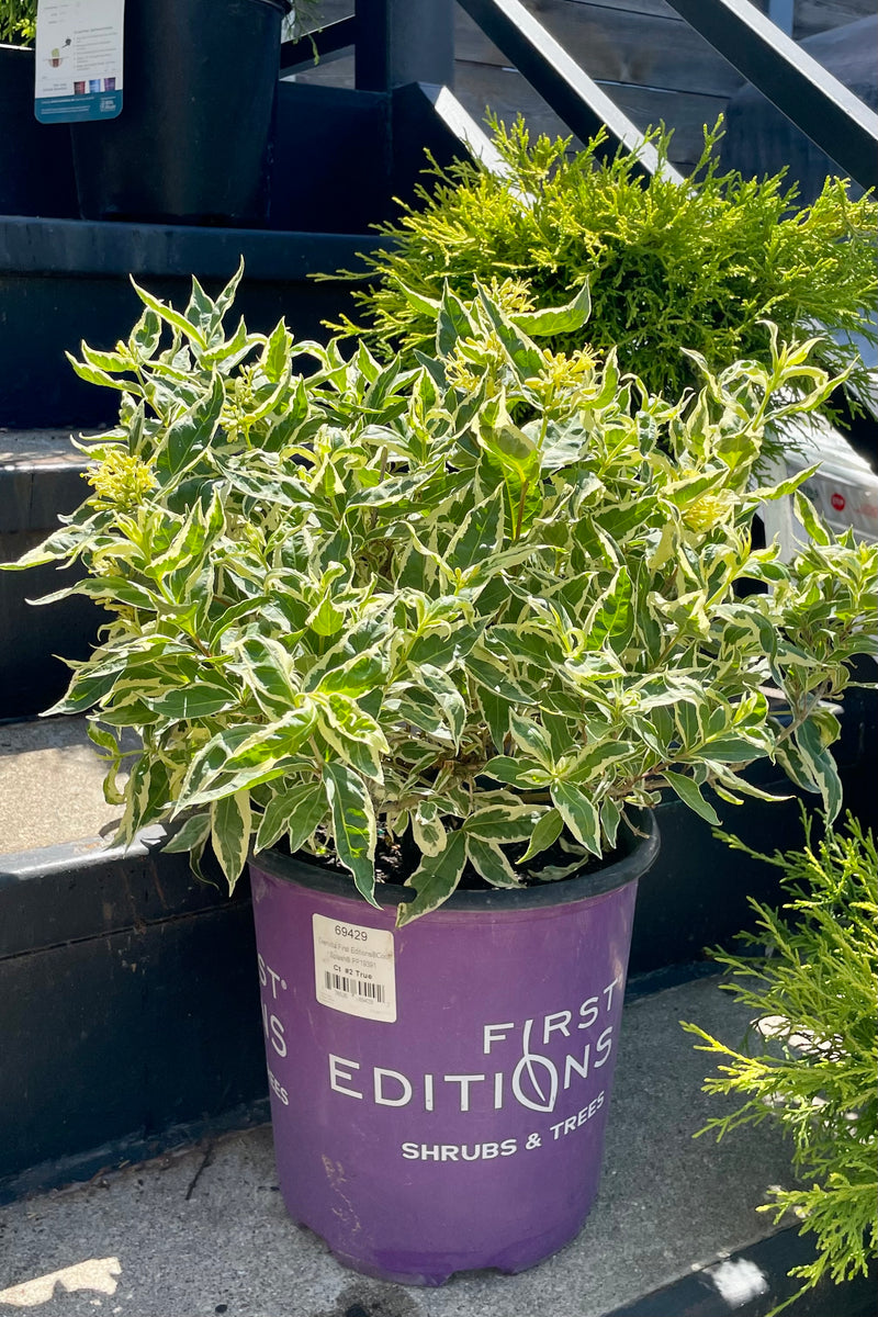 #2 container of the Diervilla 'Cool Splash' shrub in bloom showing the yellow flowers and white and green variegated leaves on a set of stairs at Sprout Home the end of June.