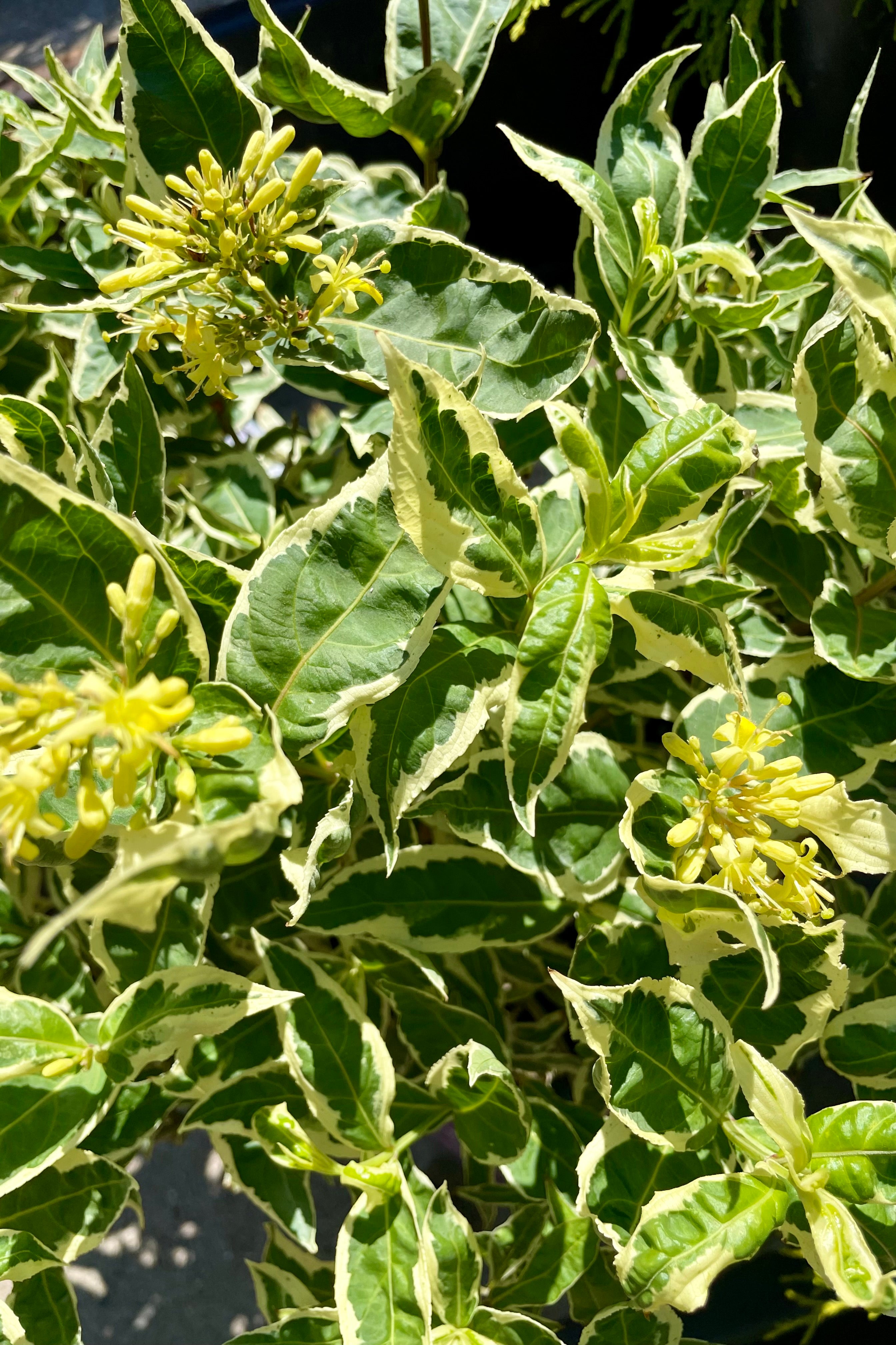 Detail picture of the white and green variegated ovate leaves of the Diervilla 'Cool Splash' in bloom showing the yellow flowers at the end of June at Sprout Home.