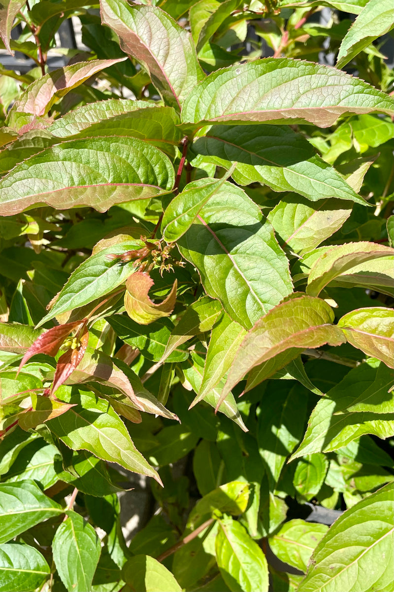 Detail of the green with maroon tint ovate leaves of the Diervilla lonicera bush the end of July at Sprout Home.