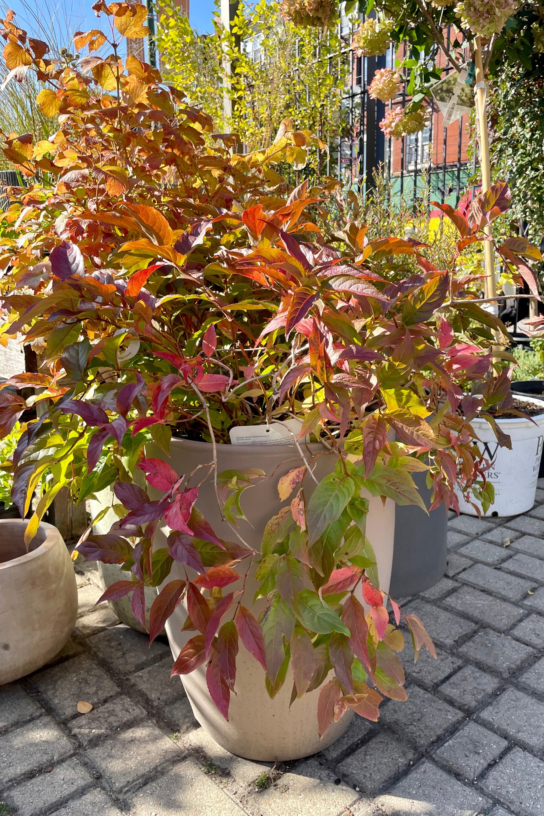 #5 pot size of Diervilla lonicera showing off fall coloration the beginning of October.  ©Sprout Home