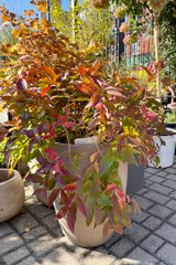 #5 pot size of Diervilla lonicera showing off fall coloration the beginning of October. 