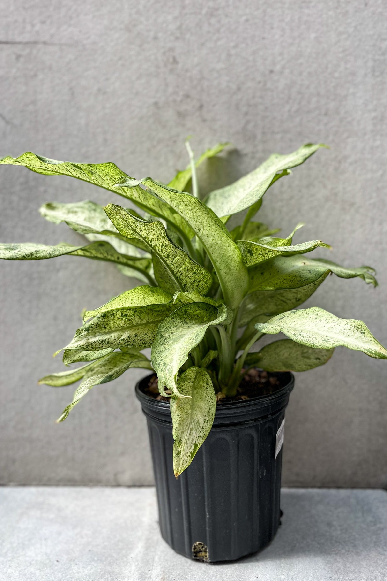 An Dieffenbachia 'Camouflage' plant with large leaves showing light green and darker camouflage splotches, potted in a black container. ©Sprout Home