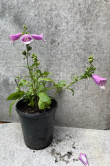 Digitalis 'Dalmatian Rose' foxglove plant in bloom mid July in a #1 growers pot.