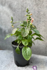 Digitalis 'Dalmation Peach' in bloom during mid July in a #1 growers pot.