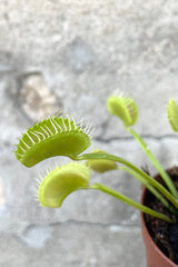 A detailed view of Dionaea "Venus Flytrap" 2" against concrete backdrop