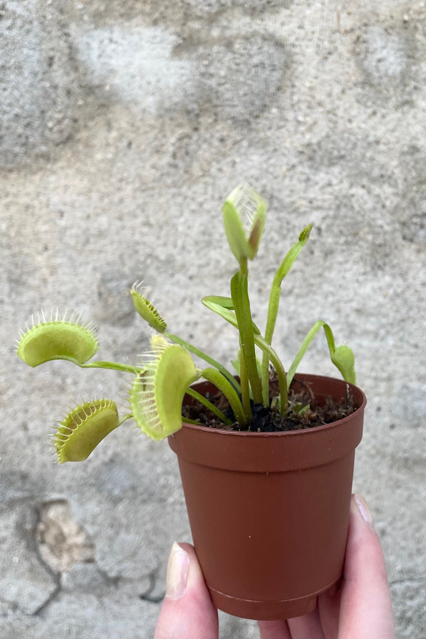 A hand holds Dionaea "Venus Flytrap" 2" in grow pot against concrete backdrop ©Sprout Home