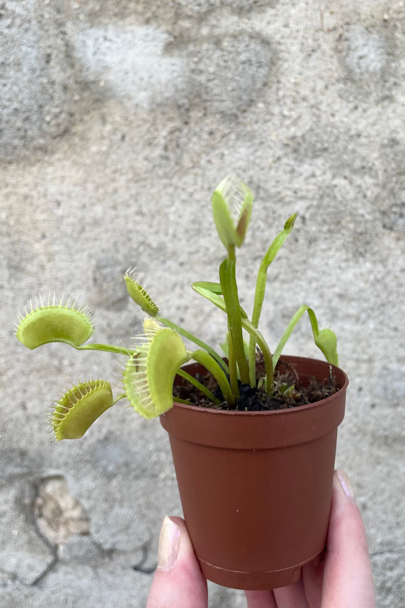 A hand holds Dionaea "Venus Flytrap" 2" in grow pot against concrete backdrop