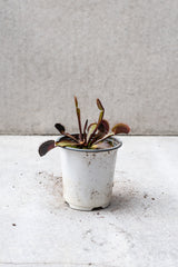 Dark red Dionaea Venus flytrap plant in a 4 inch pot.