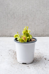 Light green DIonaea Venus flytrap in a 4 inch pot. 