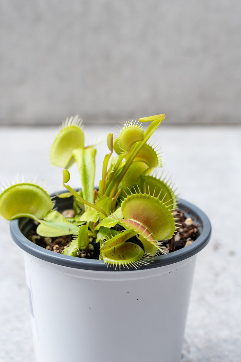 Light green Venus flytrap plant with faint red coloring inside the traps. 