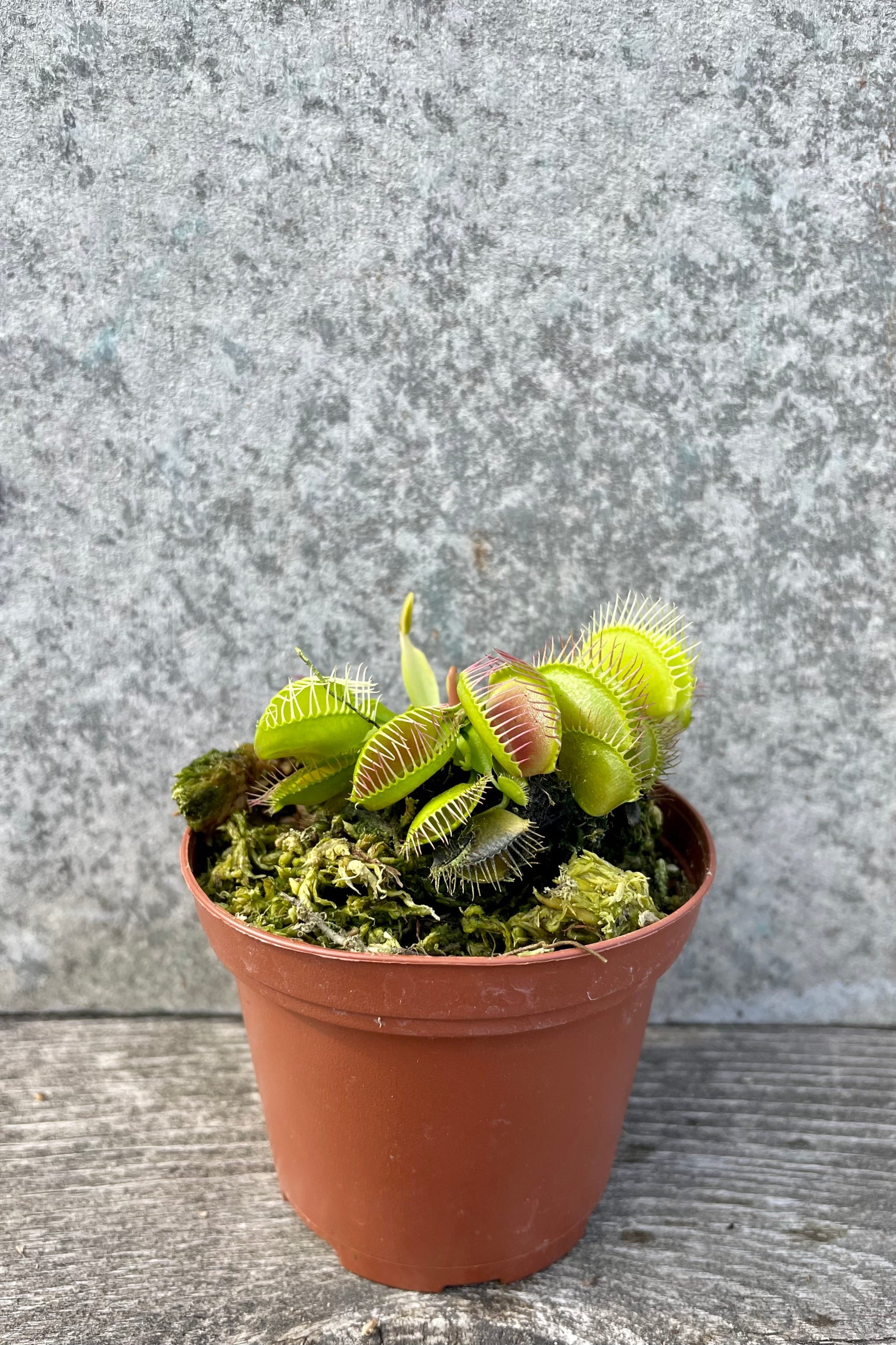 Dionaea "Venus Flytrap" 3" against a grey wall ©Sprout Home