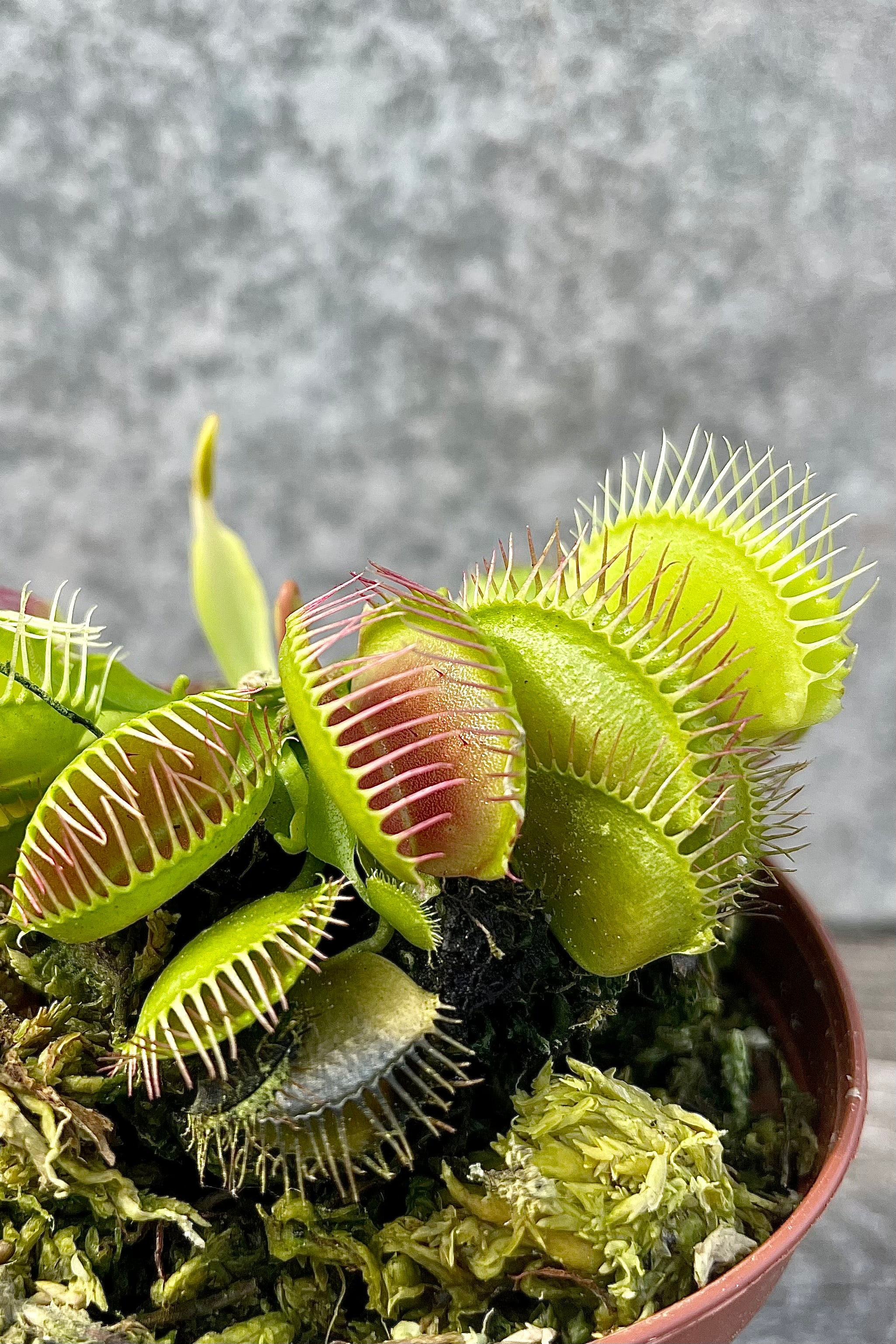 detail of Dionaea "Venus Flytrap" 3" against a grey wall