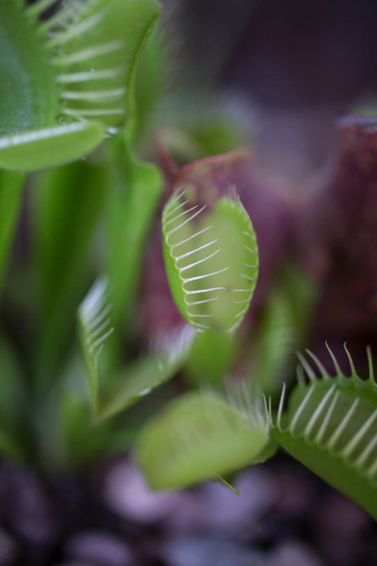 Up close picture of the traps of the Dionaea.
