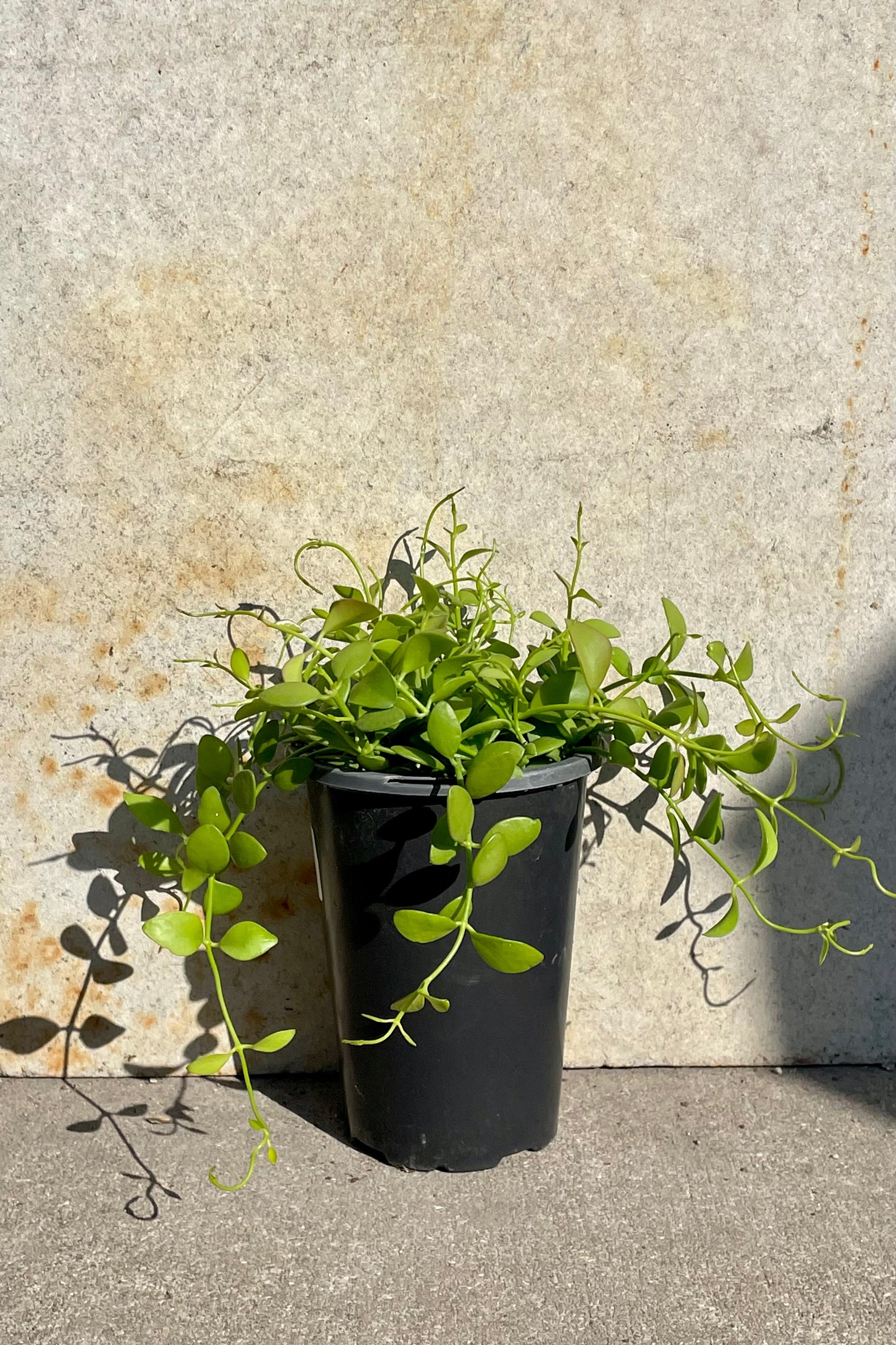 Dischidia 4" black growers pot with green spiral hanging vines against a grey wall ©Sprout Home