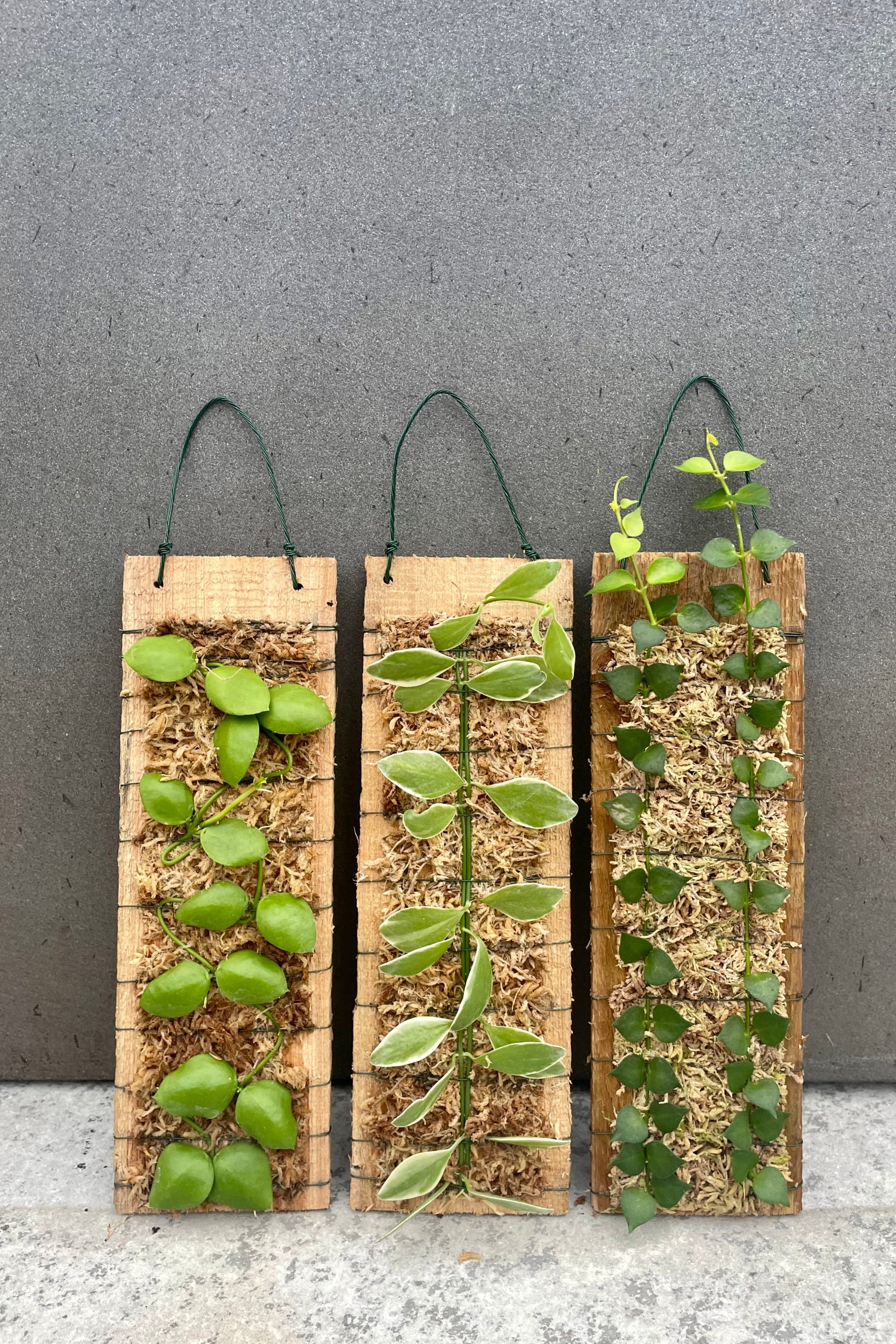 Photo of Dischidia plants mounted on wood against gray wall. ©Sprout Home