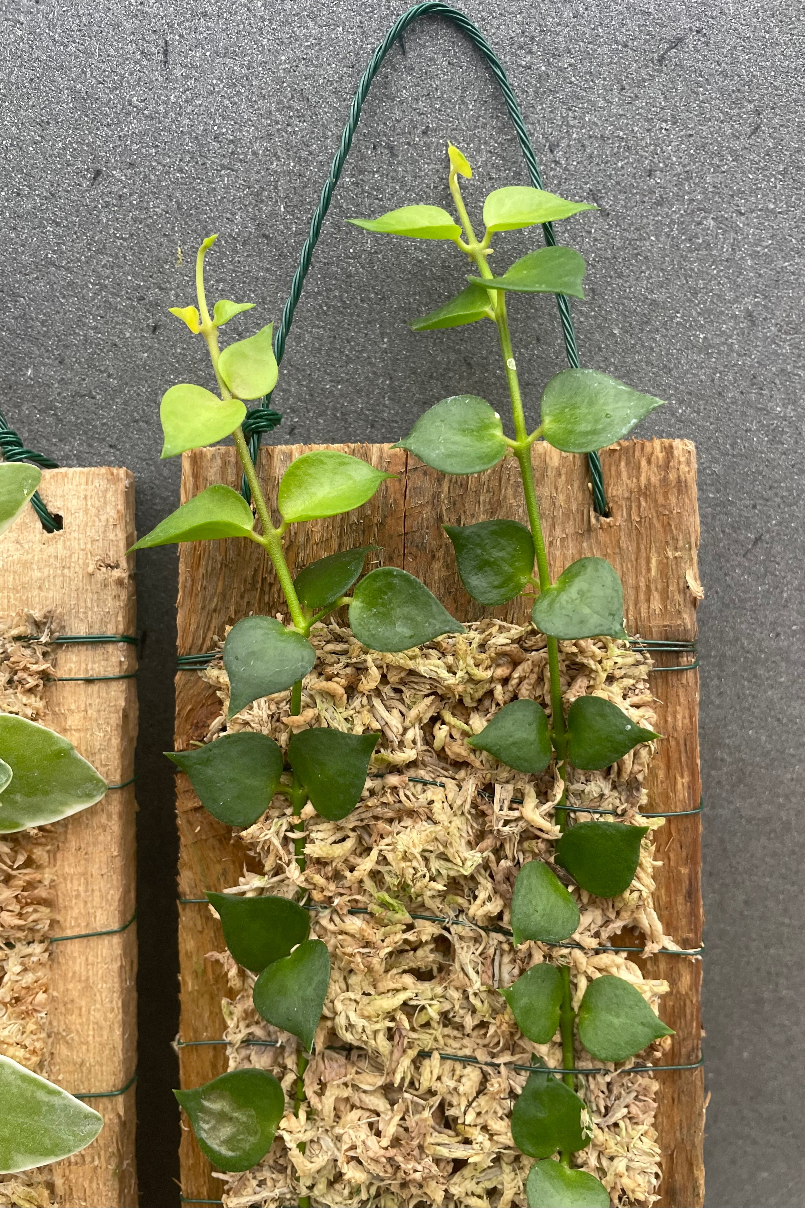 Close up photo of green pointed leaves of Dischidia mounted on wood.