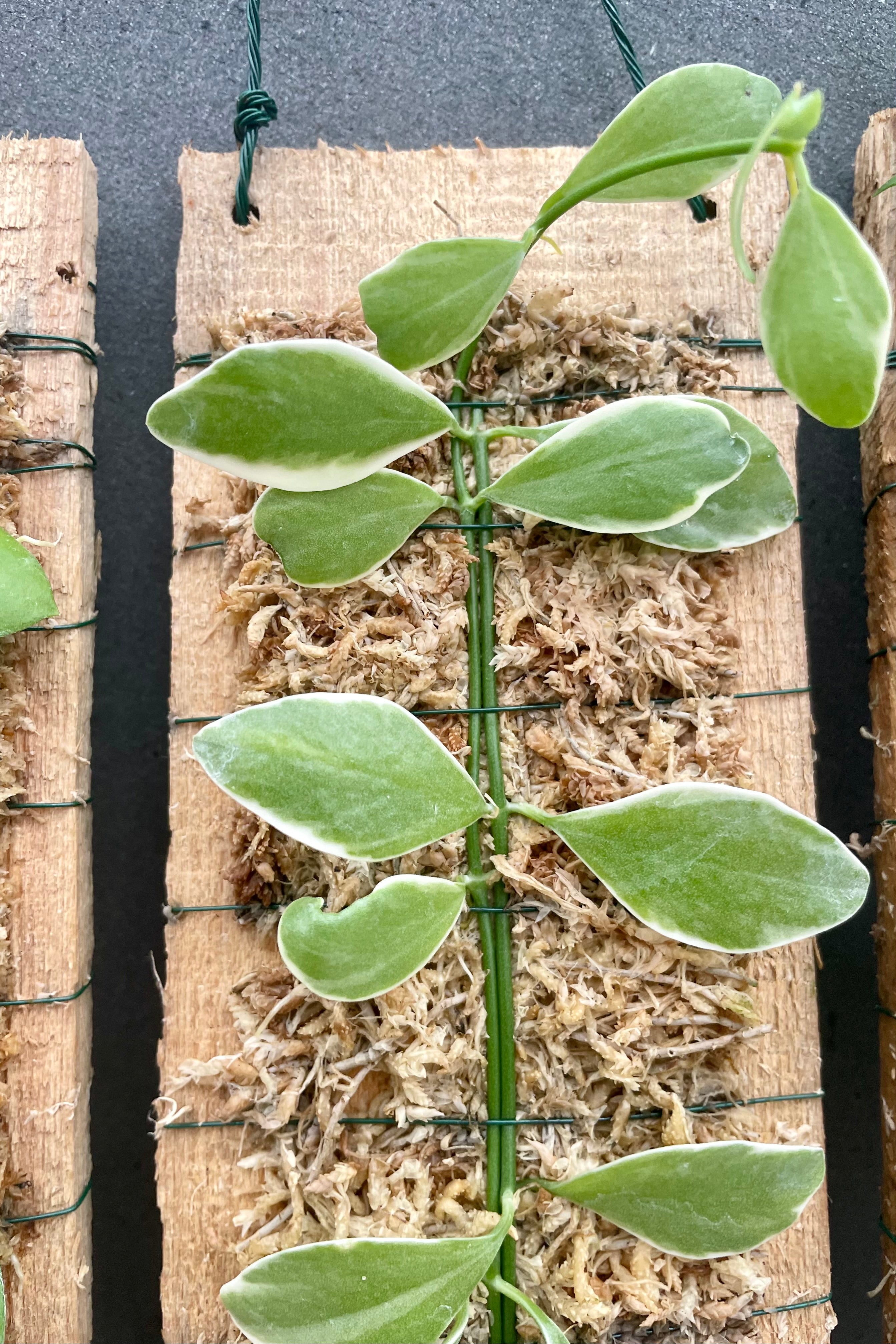 Close up photo of green and white variegated Dischidia leaves mounted on wood.