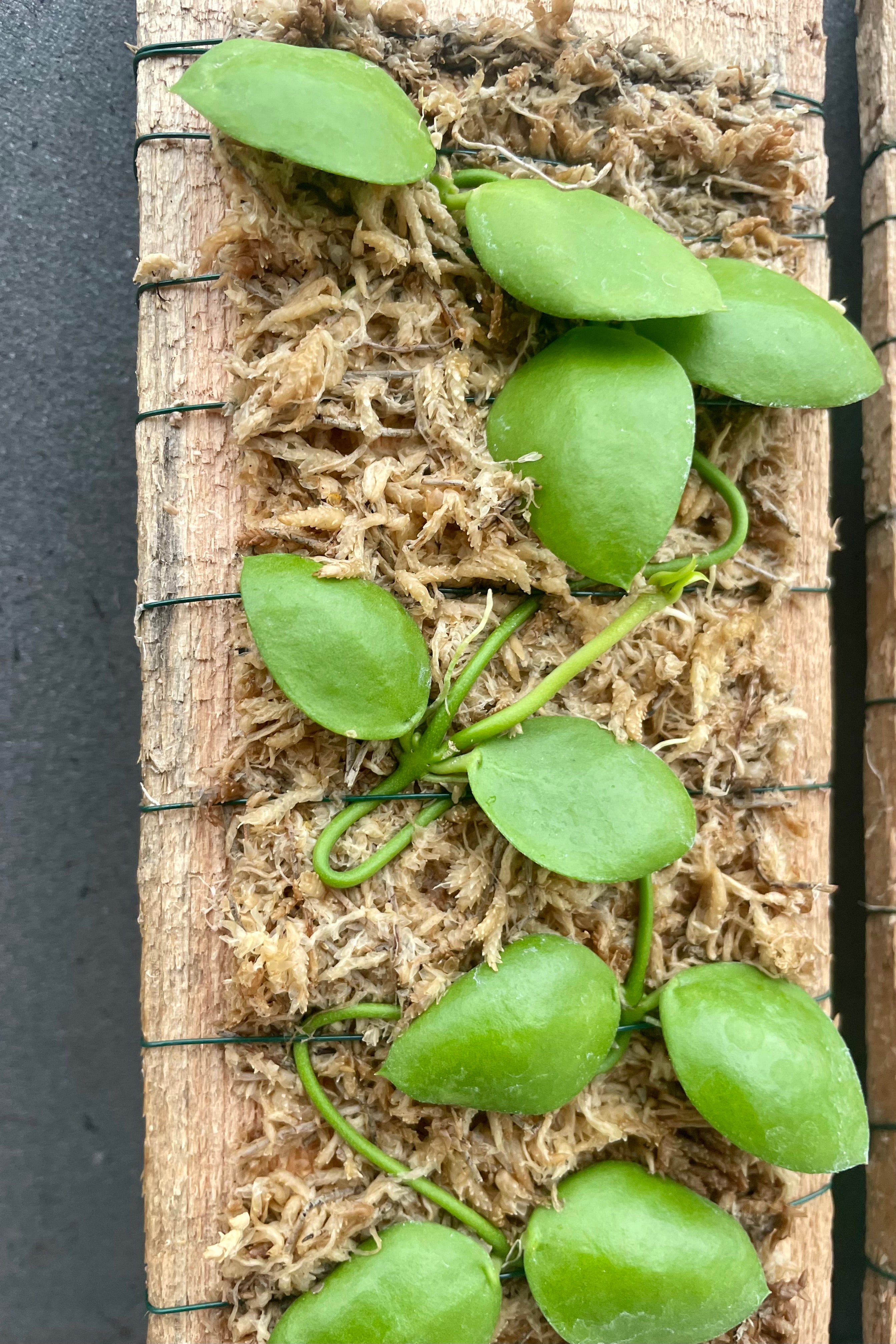 Close up photo of round green Dischidia leaves mounted on wood.