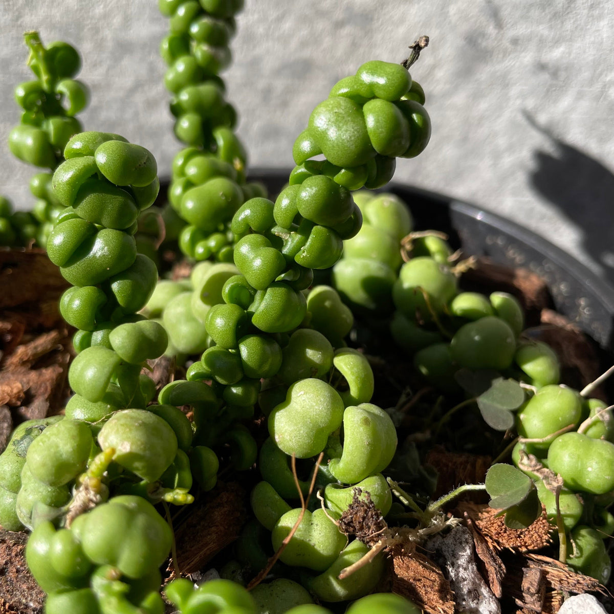 Dischidia nummularia 'Dragon Jade' 6