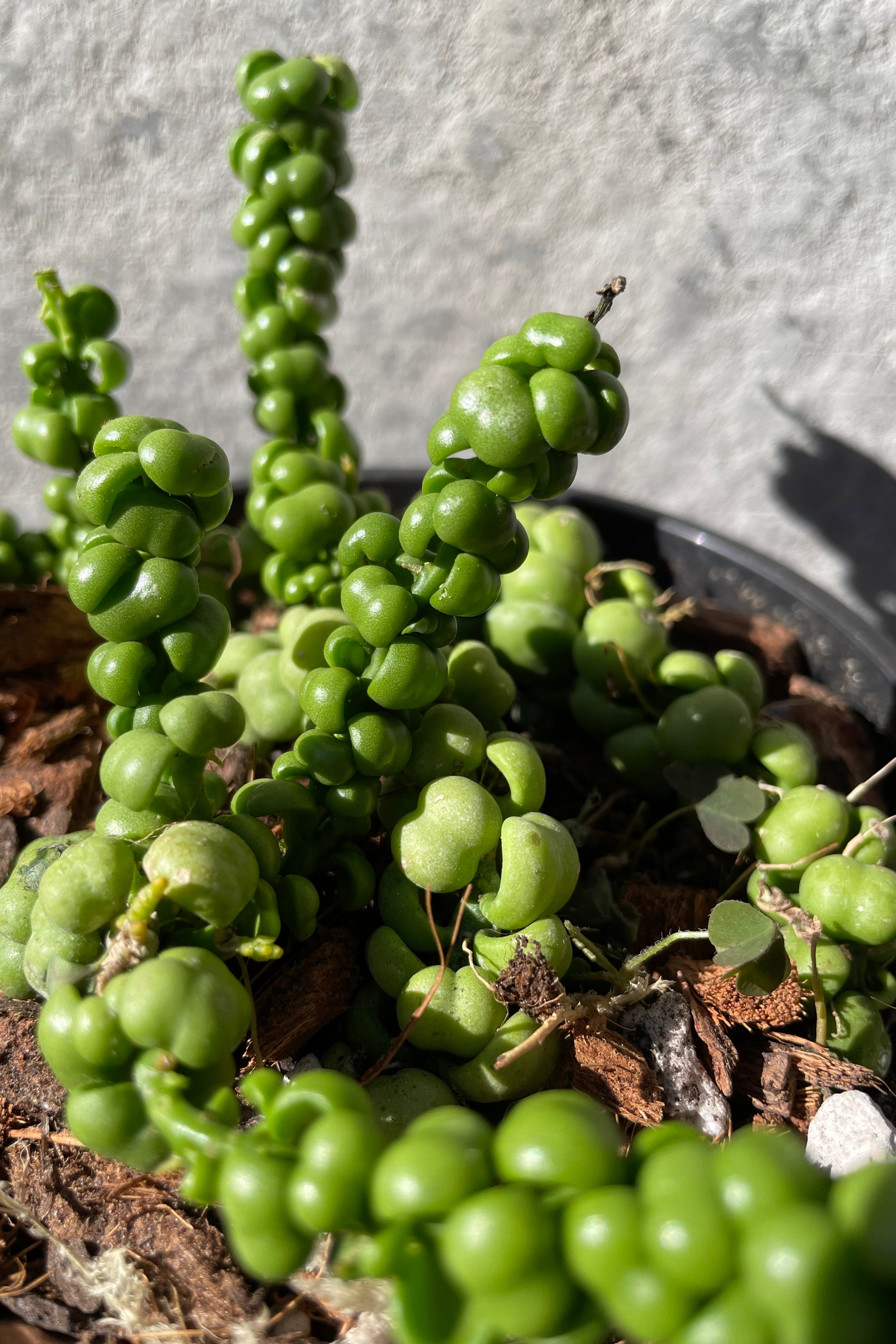 Close up of Dischidia nummularia 'Dragon Jade' in the sunshine