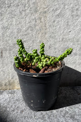 Dischidia nummularia 'Dragon Jade' in grow pot in front of grey background