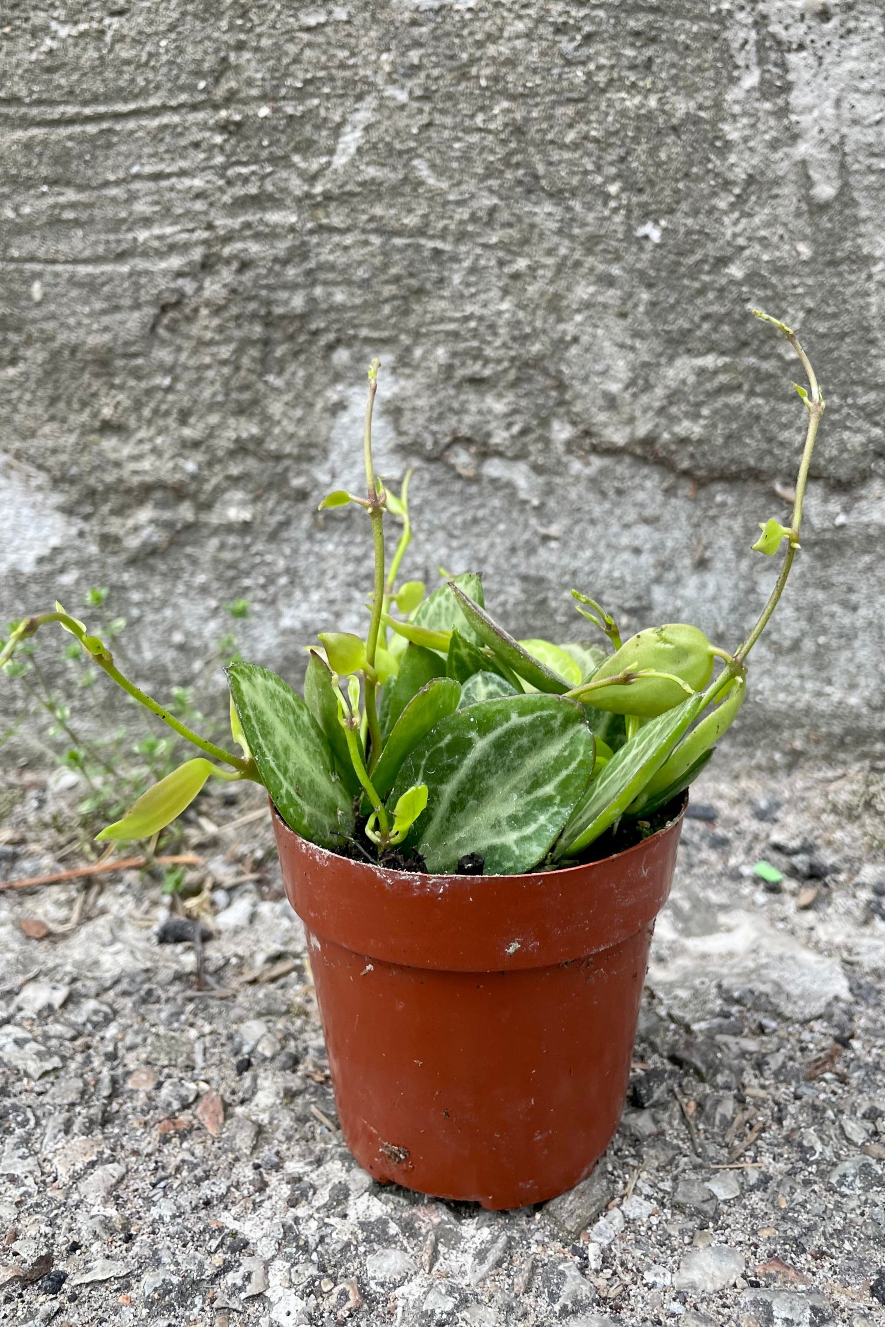 Dischidia ovata in a 3" growers pot with its fat leaves starting to trail over the pot. ©Sprout Home