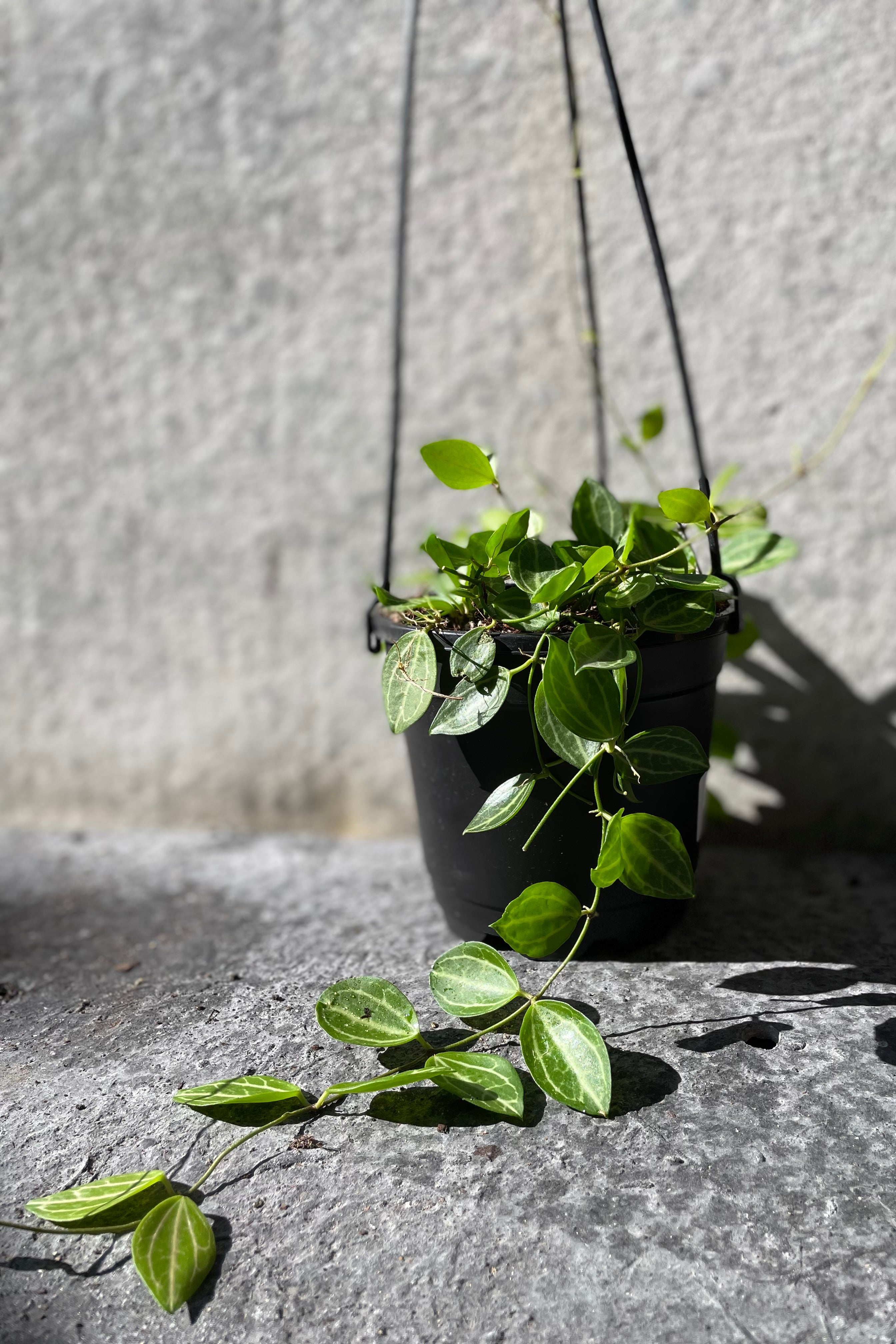 Trailing Dischidia ovata in hanging grow pot in front of grey background