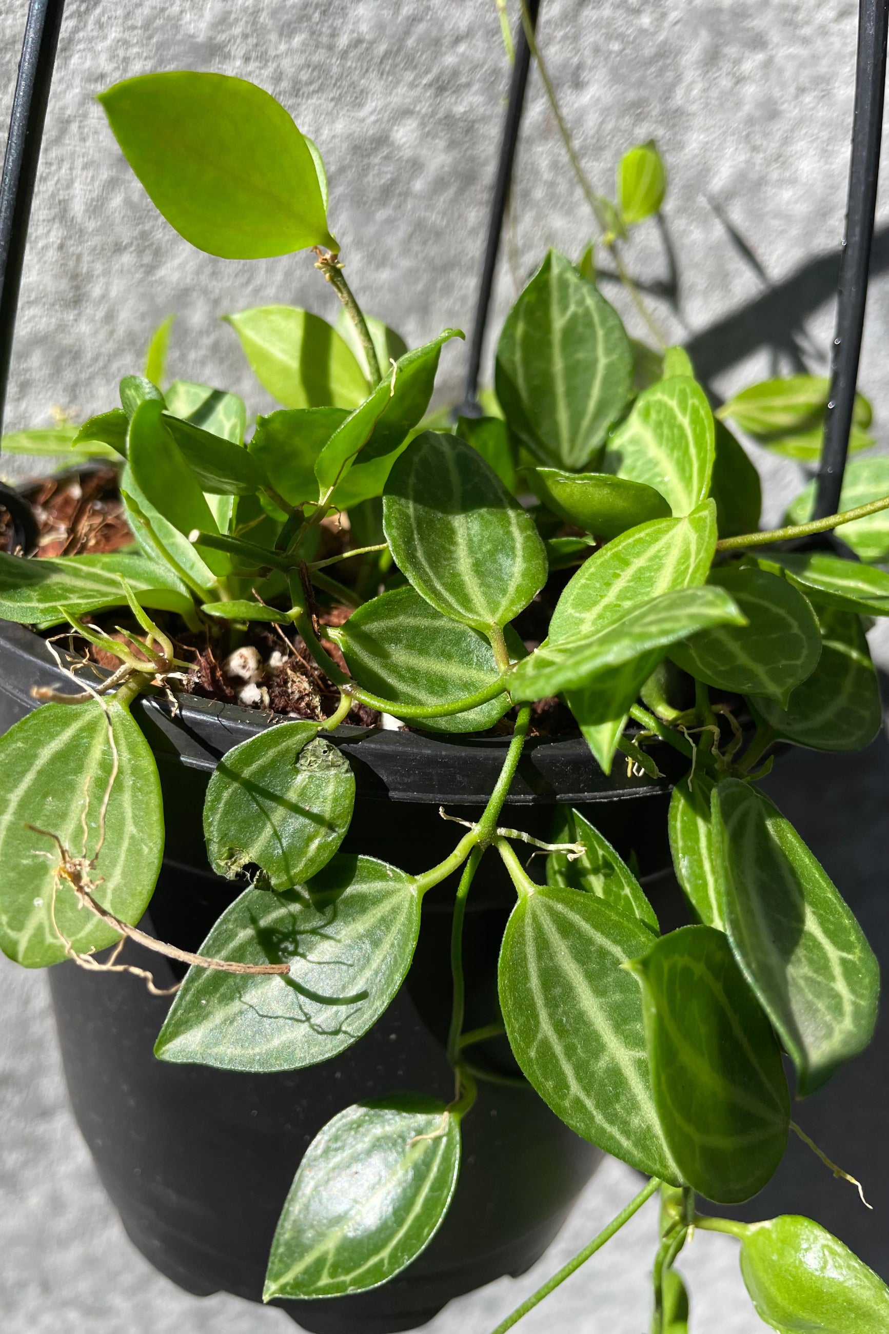 Close up of Dischidia ovata leaves in the sunshine ©Sprout Home