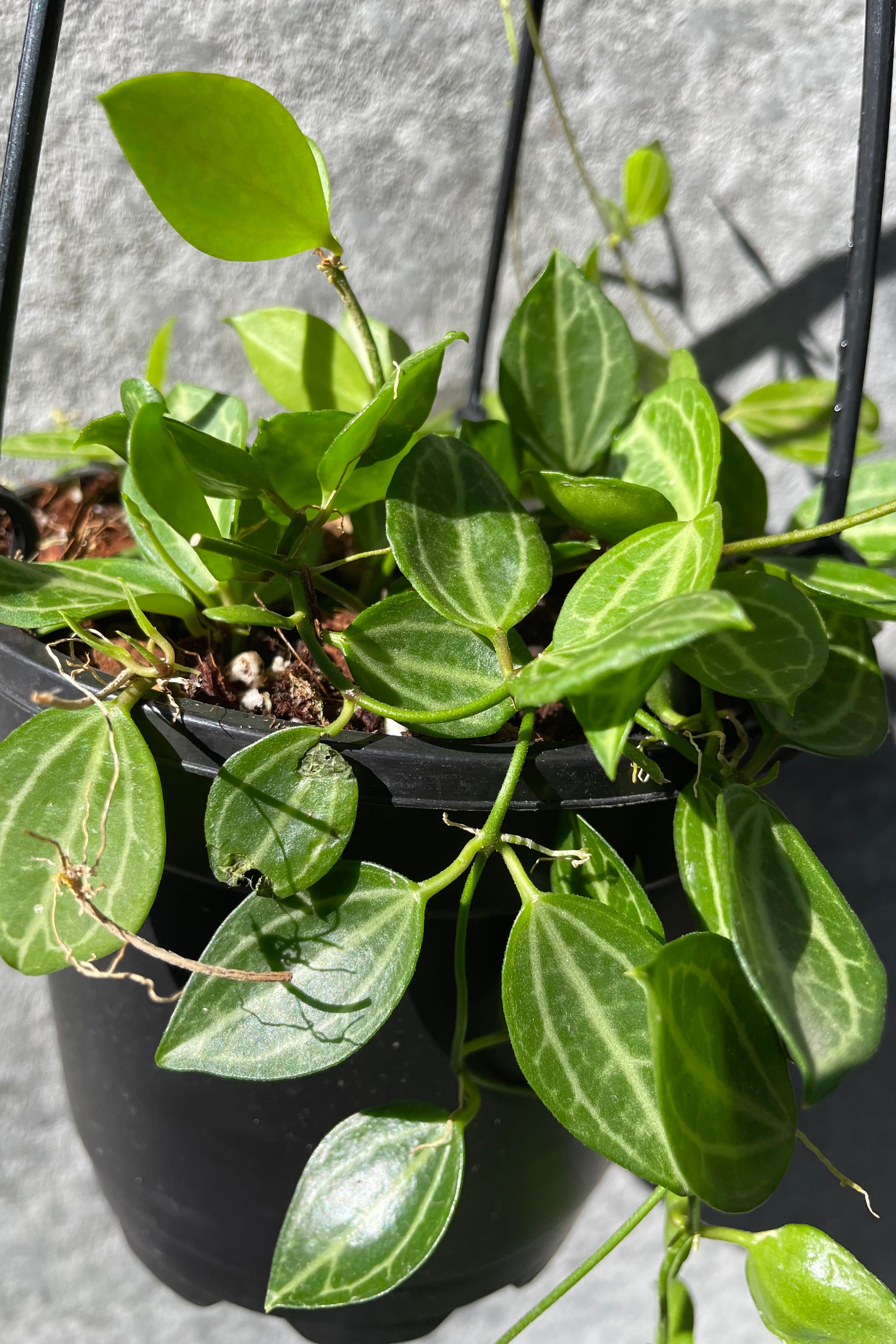 Close up of Dischidia ovata leaves in the sunshine