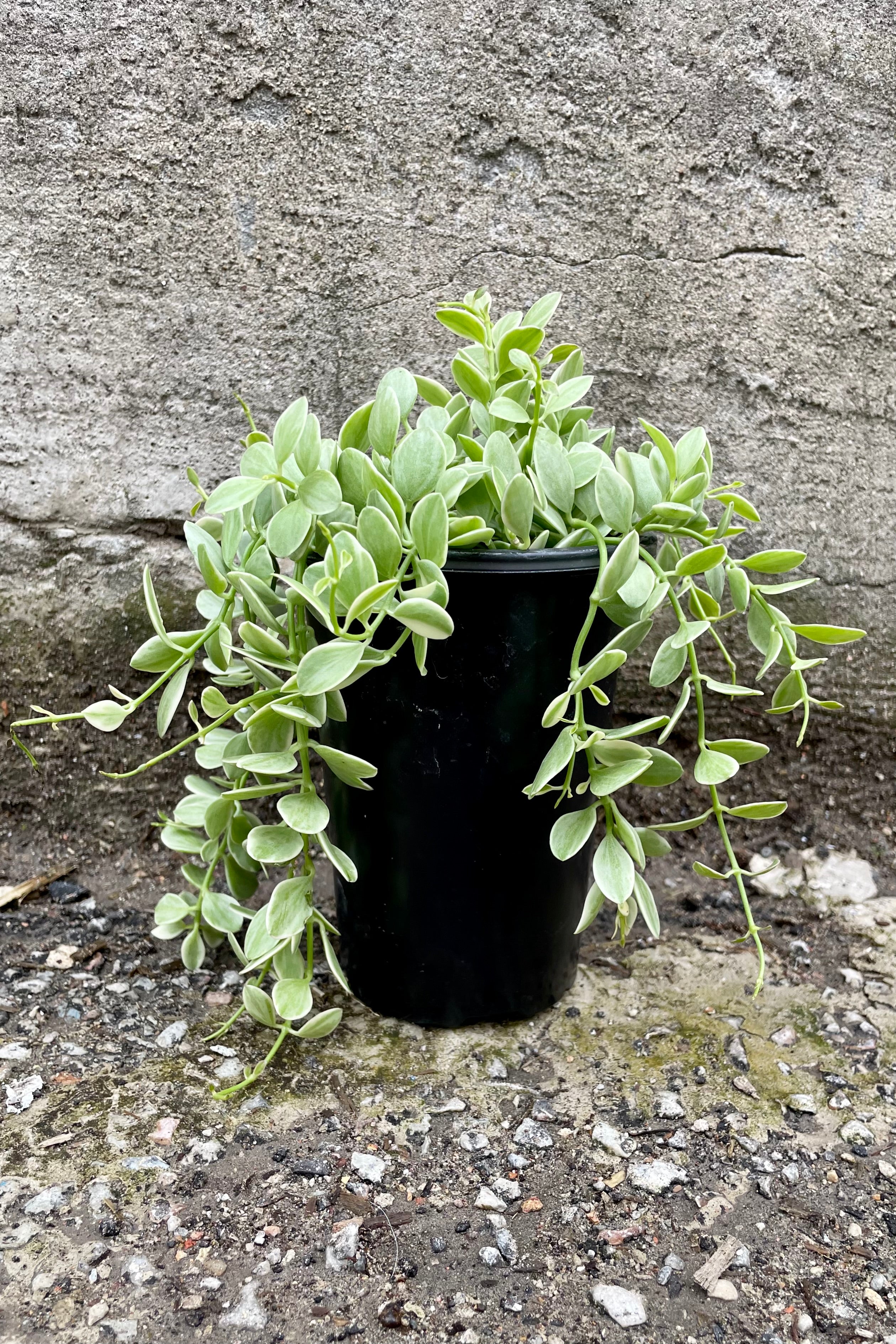 Dischidia, variegated 4" green variegated vining leaves against a grey wall