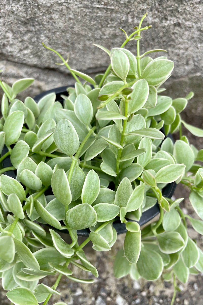 Detail of Dischidia, variegated 4" green variegated vining leaves against a grey wall