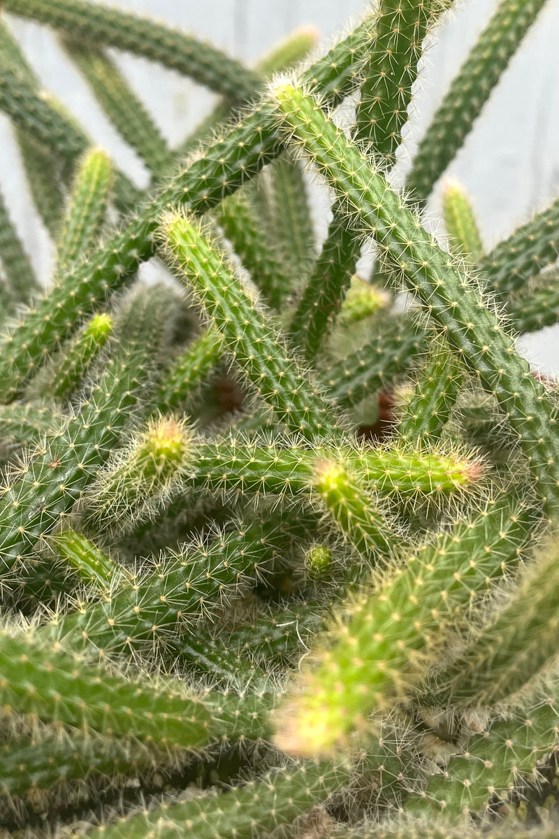 A detailed view of Disocactus flagelliformis 6" against wooden backdrop