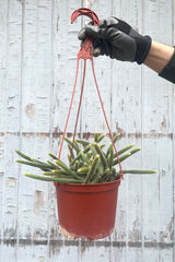A hand holds Disocactus flagelliformis 6" in hanging grow pot against wooden backdrop