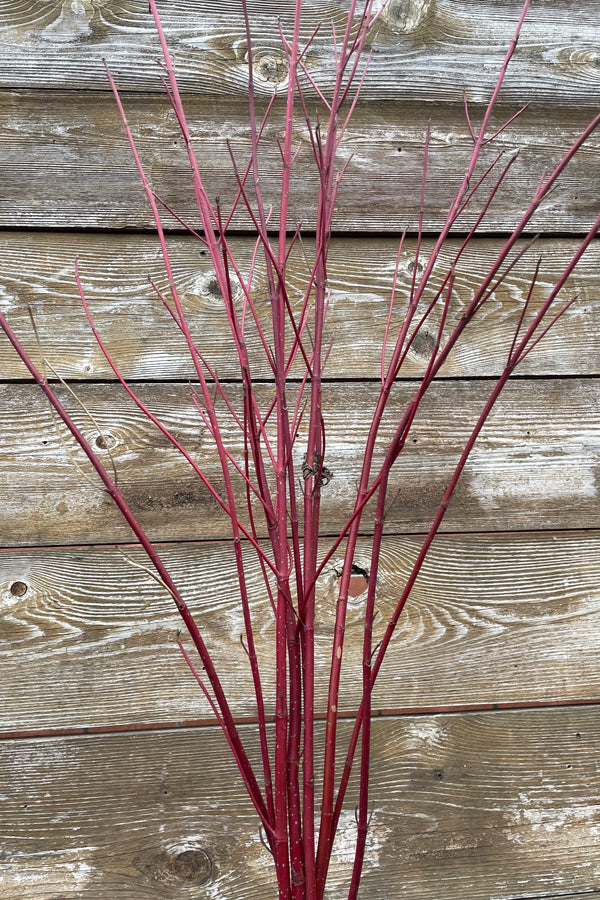 Red dogwood branches with no leaves in a bundle.