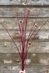 Red dogwood branches in a bundle with no leaves against a wood fence. 