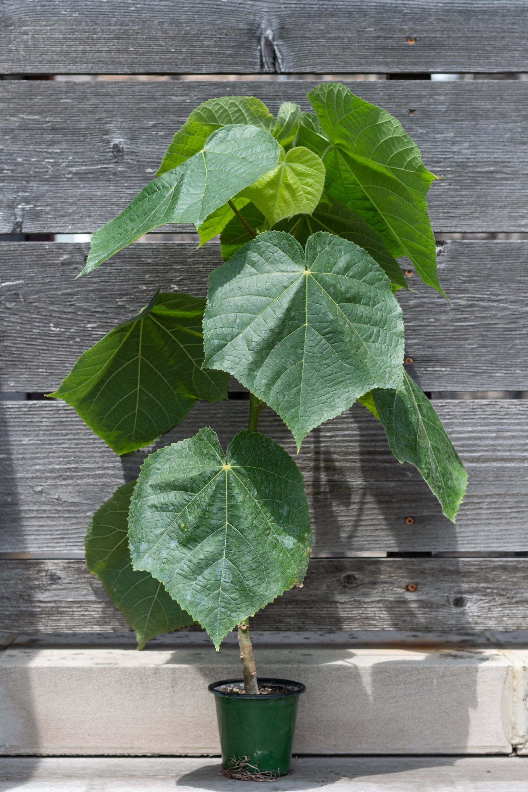 Dombeya in grow pot in front of grey wood background ©Sprout Home