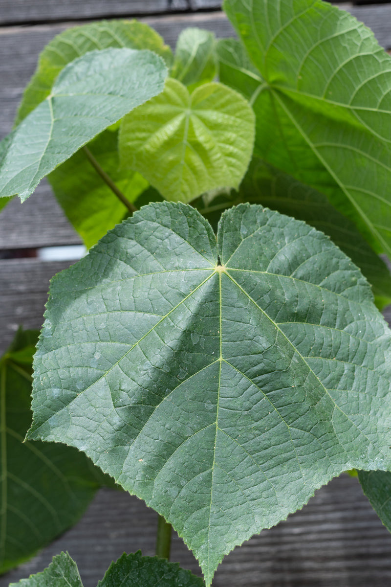 Close up of large Dombeya leaf