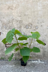 Dombeya 6" with a black growers pot with giant fuzzy green leaves against a grey wall