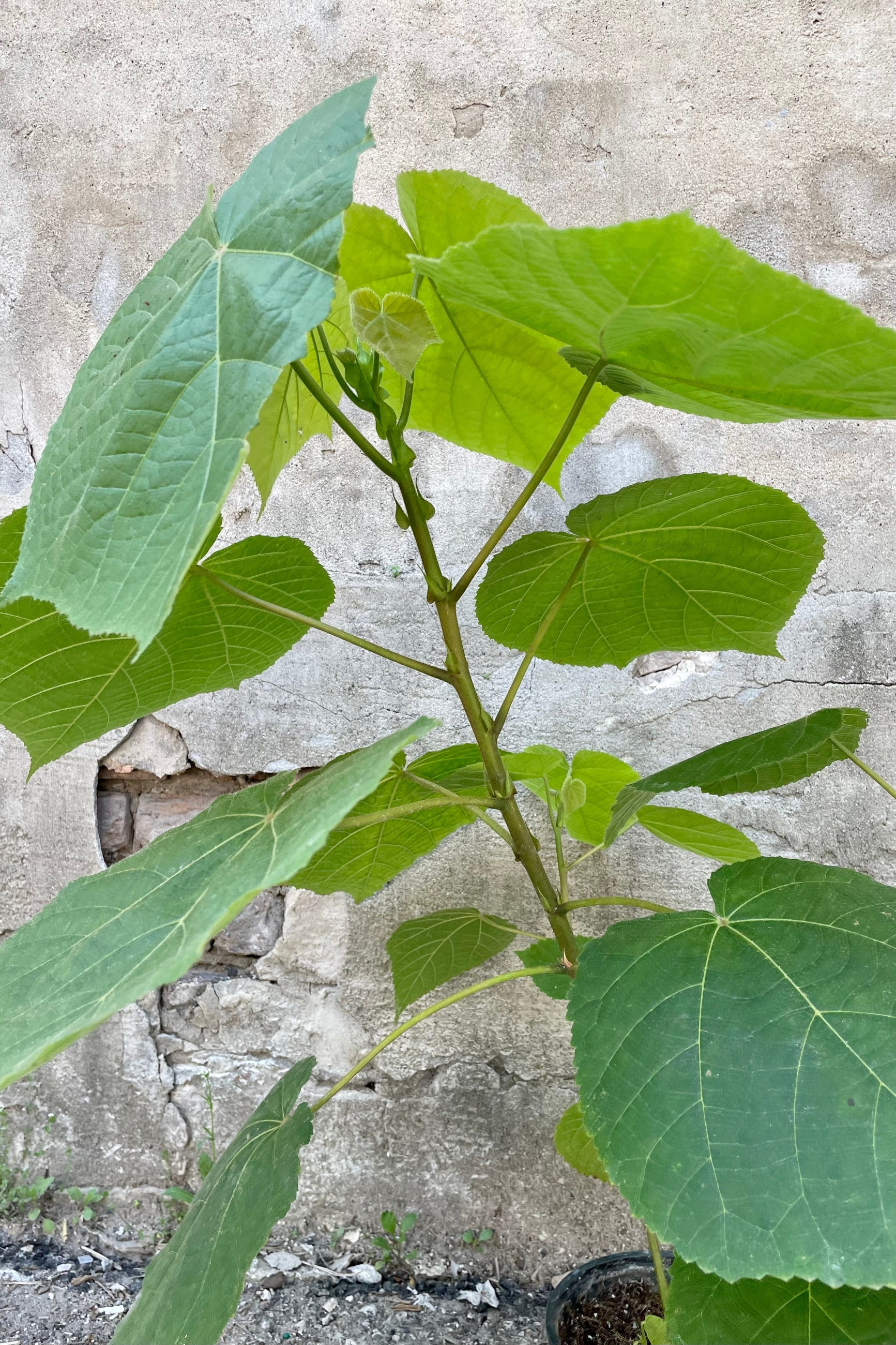 detail of the Dombeya 6" giant fuzzy green leaves against a grey wall ©Sprout Home