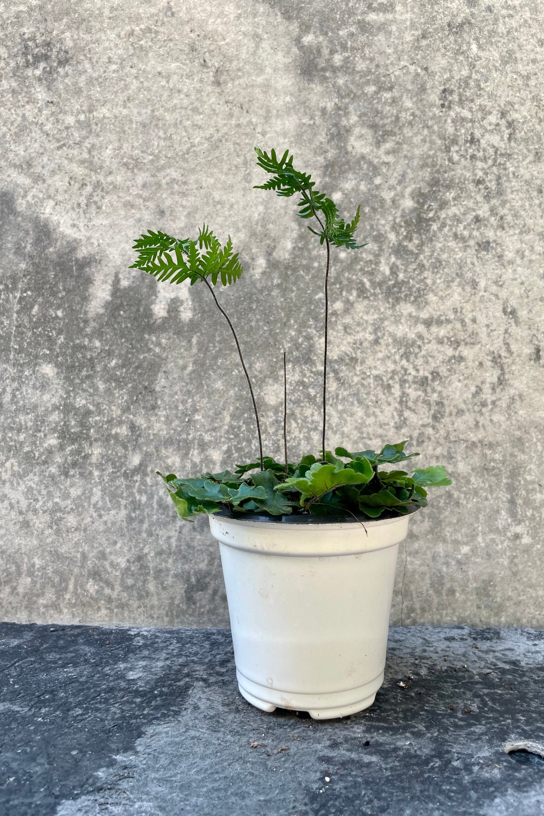The Doryopteris cordata sits in a 4.5" growers pot with a grey backdrop. ©Sprout Home