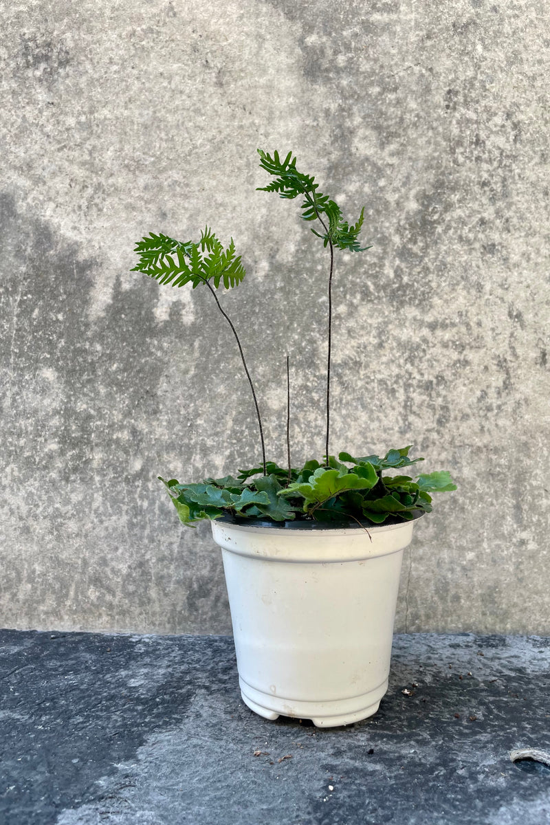 The Doryopteris cordata sits in a 4.5" growers pot with a grey backdrop. 