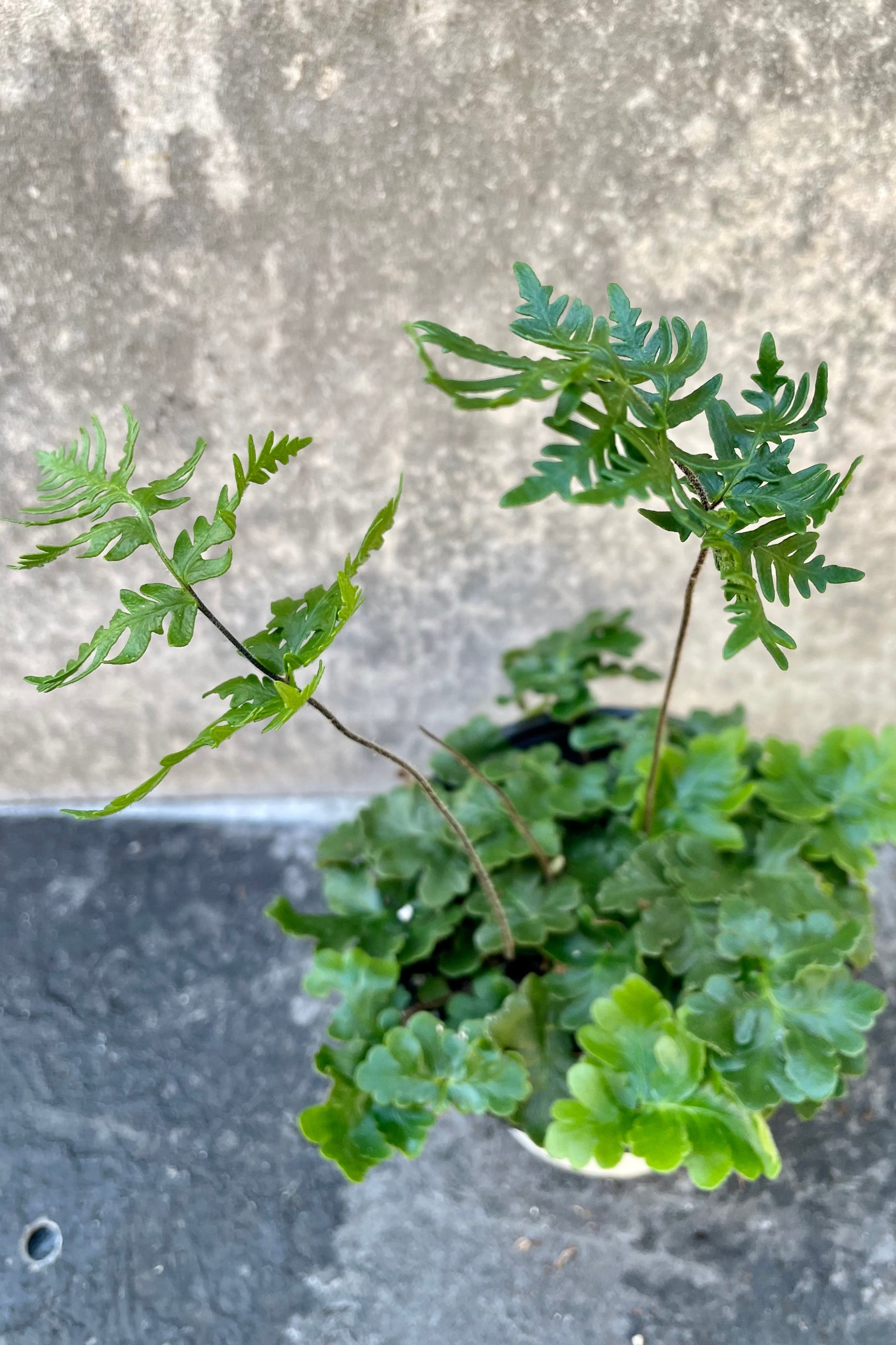 Closeup image of the Doryopteris cordata's "antennas" spurring from its base foliage.  ©Sprout Home