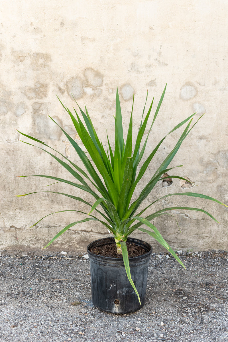 Large Dracaena arborea in front of concrete wall 