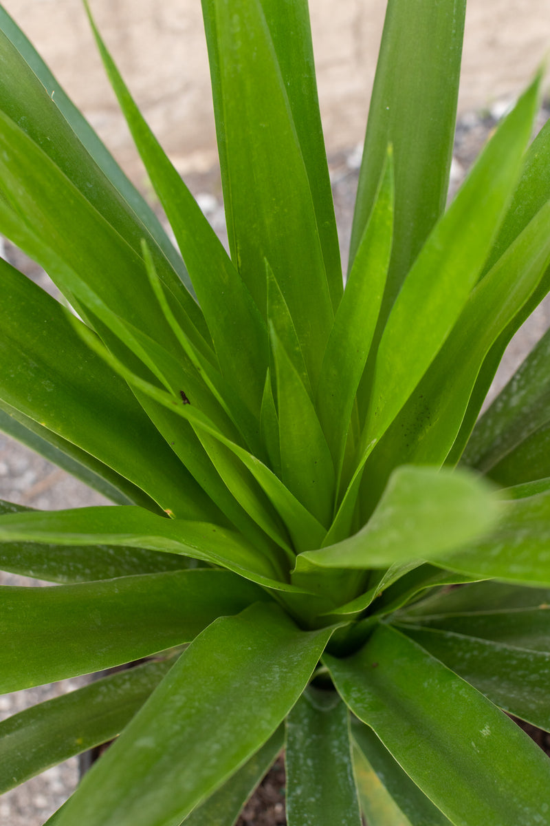 Close up of Dracaena Arborea leaves