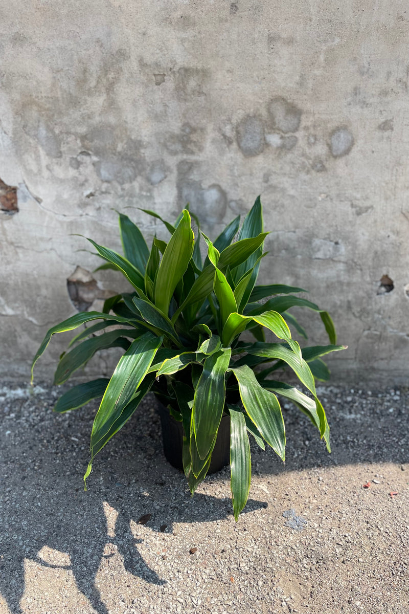 Dracaena 'Art' plant in a 10" container against a grey concrete wall.