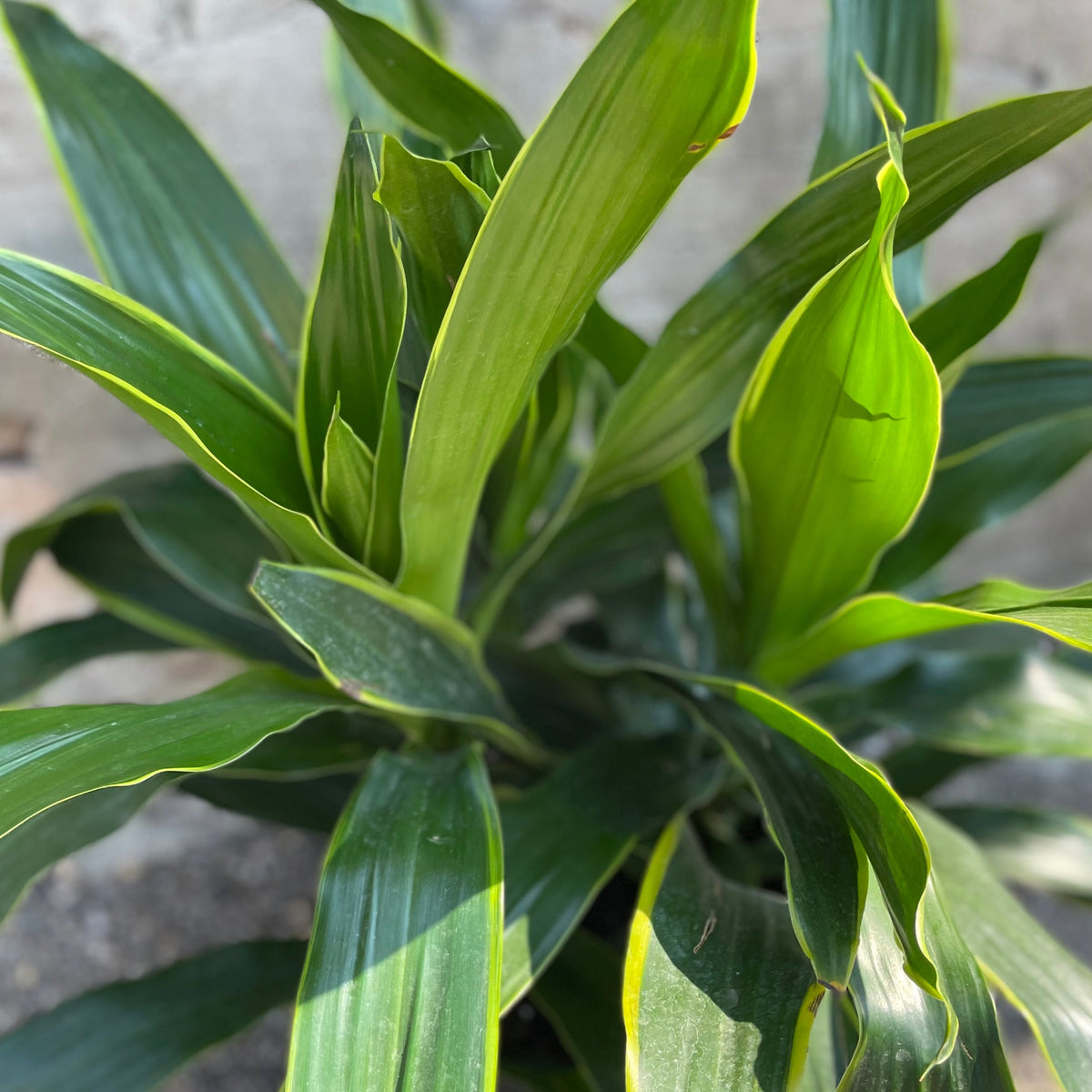 dracaena carmen Dracaena 'Art' 10" tips at SPROUT HOME