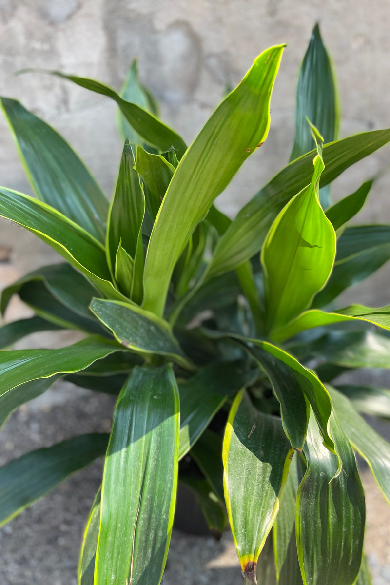 The Dracaeana 'Art'' plant up close showing the yellow margins on the green leaves.